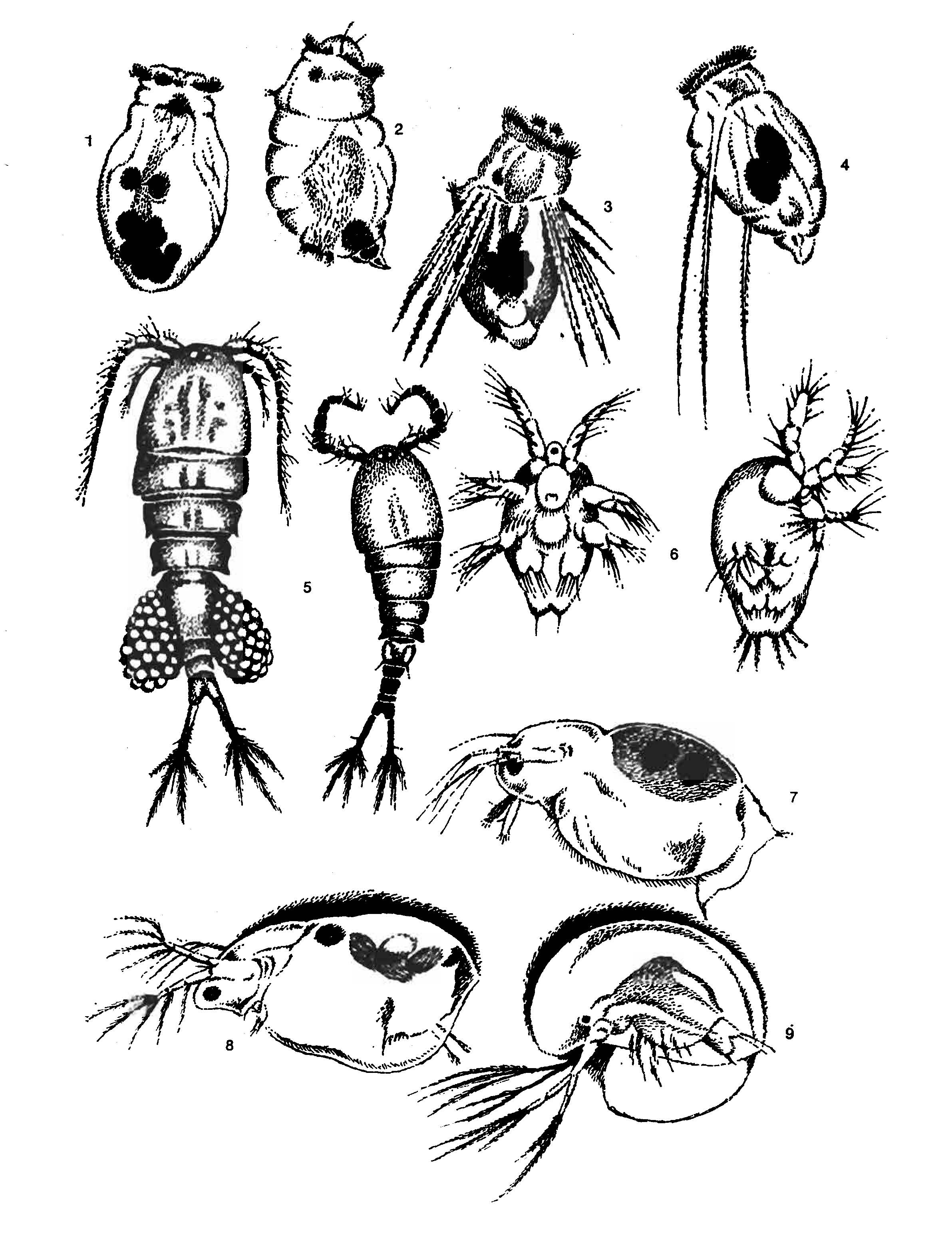 Коловратки планктон